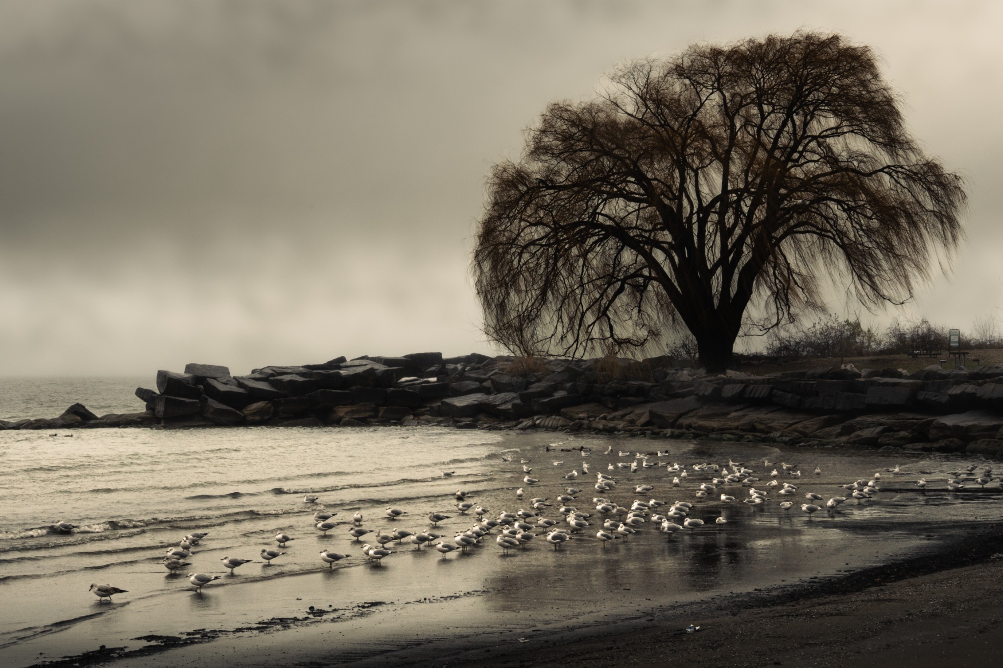 Large tree and gulls at a lakeshore
